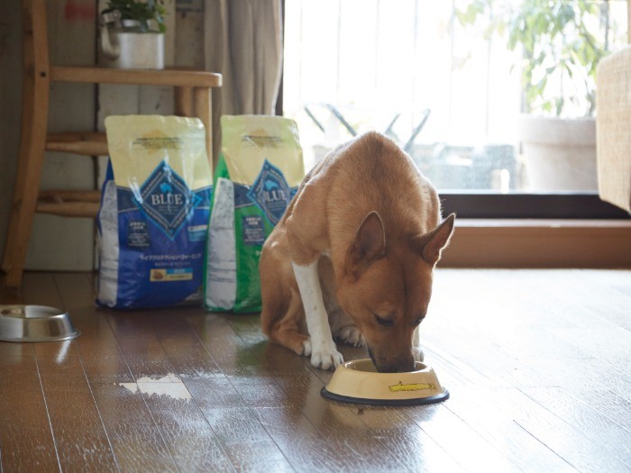 しばらく我慢していた福。しかしおなかはペコペコ。勢いよくモグモグ