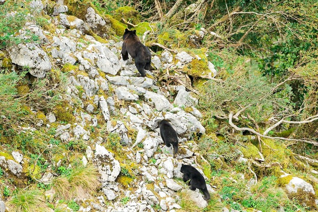 子グマを先導して行動する母グマ。人間に遭遇すると子を守る本能から攻撃的になる可能性もあるという（「ドキュメント　クマから逃げのびた人々」より）