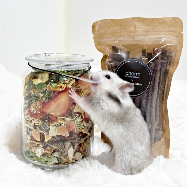 おやつを自力で開封しようと試みるまろちゃん（画像提供：まろとsaeさん）