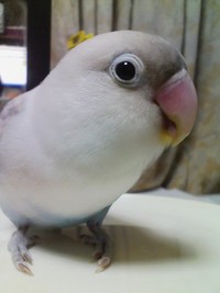 花沢さんに保護されたボタンインコのチュン太（提供：花沢りん吉さん）