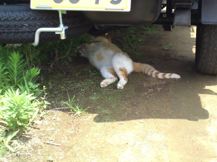 車の下は、涼しい(友さん提供)