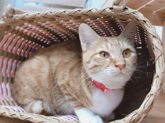 さりげなくそばにいてくれる陽子
