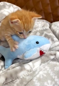 サメくんに寄り添って遊ぶ子猫。すっかりお気に入りに（三吉さん提供、Twitterよりキャプチャ撮影）