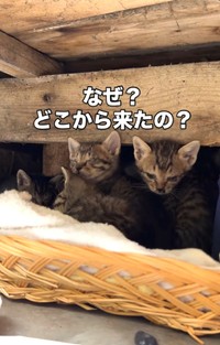 縁の下に設置した「即席ベッド」に6匹の子猫がいた（ジンエモンネコさん提供、Instagramよりキャプチャ撮影）