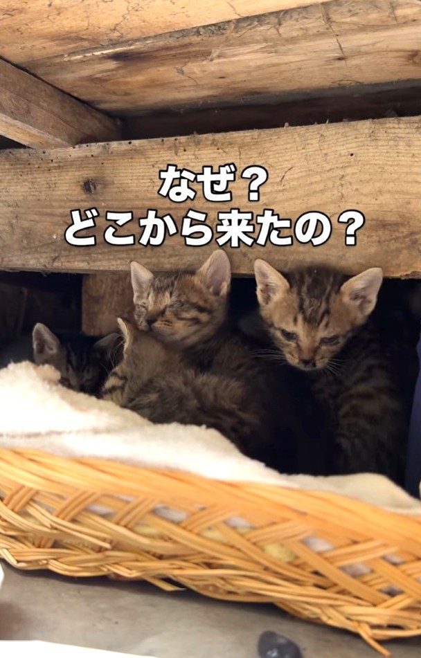 縁の下に設置した「即席ベッド」に6匹の子猫がいた（ジンエモンネコさん提供、Instagramよりキャプチャ撮影）