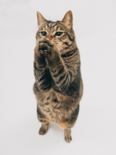 「みなに家族ができますように」