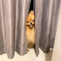 カーテンの隙間からひょっこり顔をのぞかせるふちちゃん（画像提供：ふちさん）