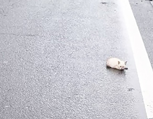 車道の先に何やら小さな動物のような存在が見えました