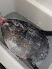 浴槽の中からこんにちはするマンボウ（提供：奇食崇拝者 Rikutoさん）
