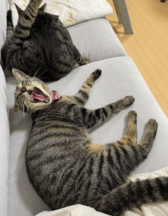 制作者の猫のみなさん　画像提供：サブよものおうち