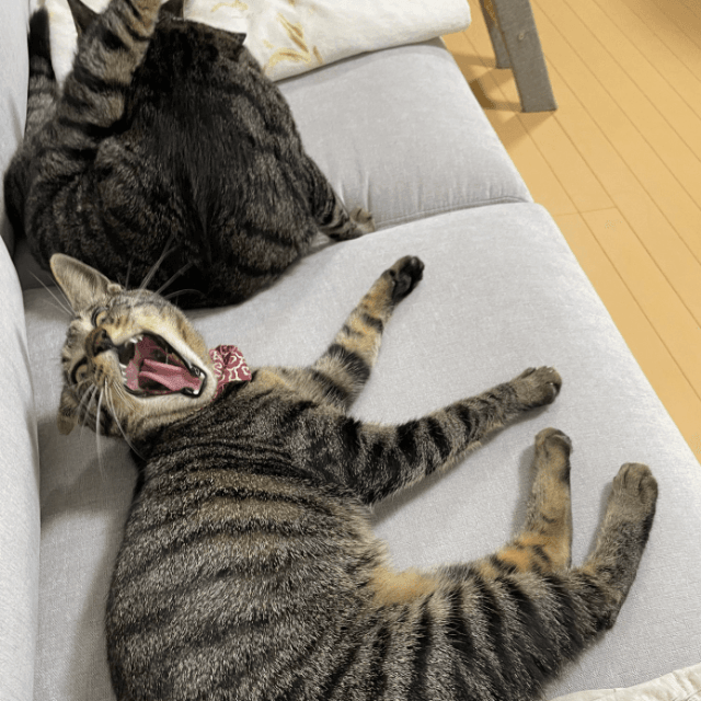 制作者の猫のみなさん　画像提供：サブよものおうち