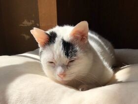 「譲渡金って何？」　保護猫を送り出すには、お金がかかる現実