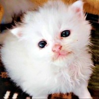 保護時、大きな声で鳴いていたつくしちゃん（画像提供：あるくきくらげさん）