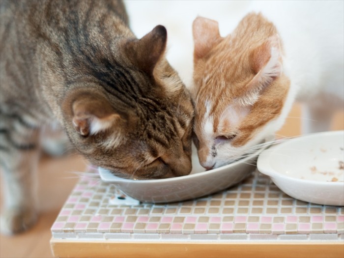 「こぴの器は隣だよ」（小林写函撮影）
