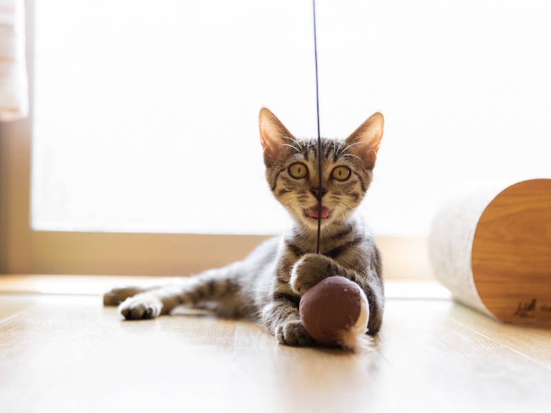 ボール捕を捕まえ、ドヤ顔のキジトラの「もち」