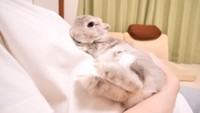 リラックス中のぽぽちゃん（提供：コガラナ天パのうさハムchさん）