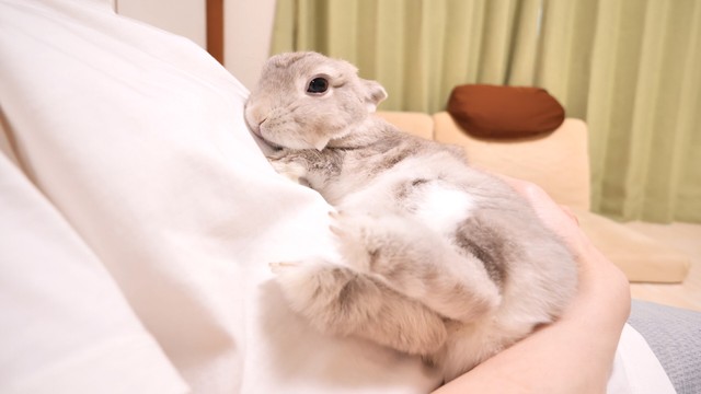 リラックス中のぽぽちゃん（提供：コガラナ天パのうさハムchさん）
