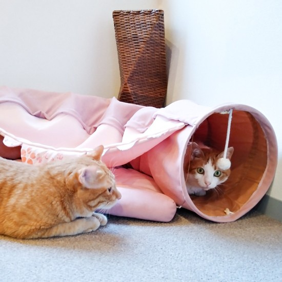 8歳のレフト君（右）は年の割に童顔で遊びが大好きでお客さんにも人気者。レフト君が、猫付き合いがやや苦手だったハニー君（右）の相手をすると、ハニー君は上手に猫と距離感を取れるようになったという（保護猫カフェさくら提供）