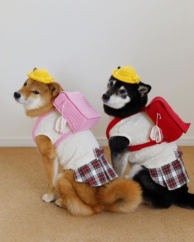 ママさん手編みの入学セットがお似合いです（提供：柴犬みくりな）