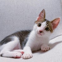 ふわふわの子猫ちゃん＝mike_dedenneさん提供
