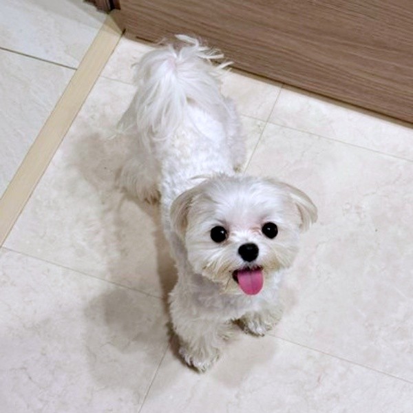 飼い主さんを見上げてにこにこ笑顔のまるくん（画像提供：全部犬のせいさん）