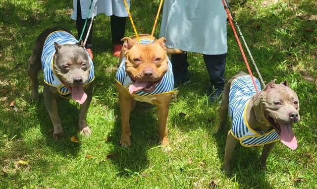 お散歩ボランティア中。左からつつじちゃん、ひまわりちゃん、あさがおちゃん（お散歩隊さん提供）