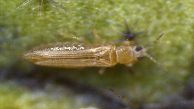 ネギ類などを荒らす害虫「ネギアザミウマ」に注意　香川県が予察注意報