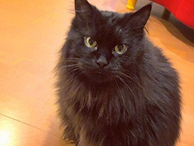 お利口に留守番できたよ、ご褒美ちょうだい　黒猫の「ウルフ」