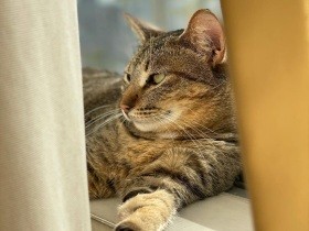 ゴロゴロが聞けたとき感動した！　半年は触らせなかったキジトラ猫「ごまめ」　