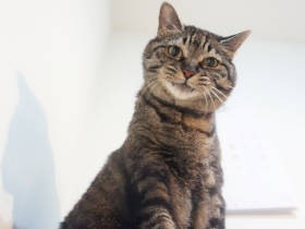 猫も食欲の秋？　胃の許容量を上まわる愛猫「あんず」の食欲　その代償は大きかった
