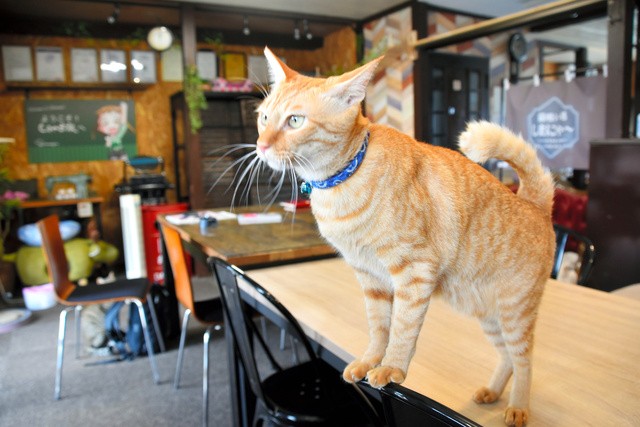 「癒し課」の猫たちがくつろぐ部屋は、会議や接客、面接など、様々な用途で使われている=2021年8月27日、東京都足立区宮城2丁目、塩入彩撮影