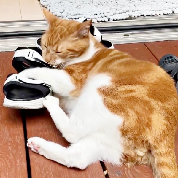 草履や靴が大好きなゴンちゃん（画像提供：こげめちゃん）