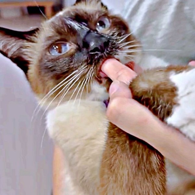 甘えん坊のROCKくん。飼い主さんを追いかける姿が話題に（画像提供：yu-kaさん）