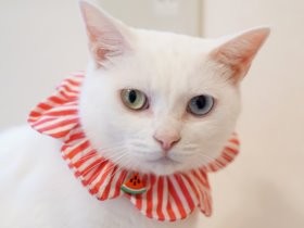 白猫のお尻で有名になった女性　明るくのびのび保護活動