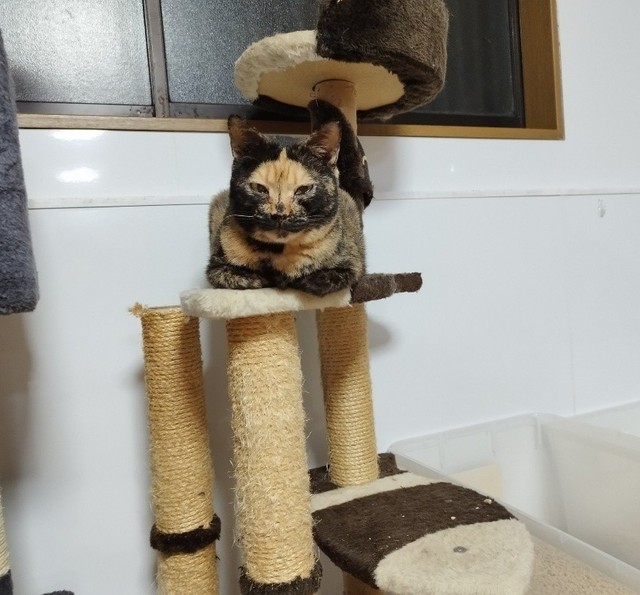 キャットタワーと同化する、律子ちゃん