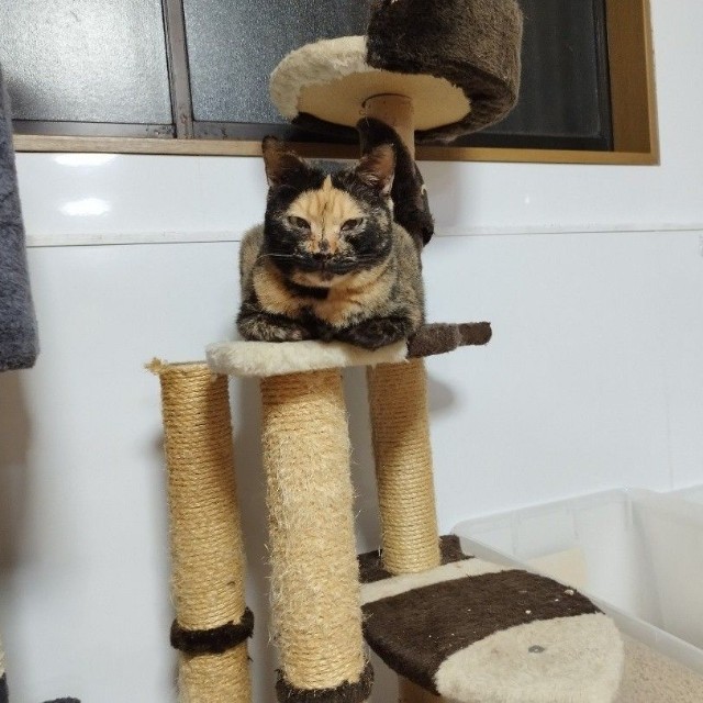 キャットタワーと同化する、律子ちゃん