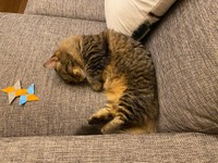 遊び疲れた（提供写真）