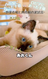 「ただ、目についた子を見捨てられなかった」と話すよりパパさん(よりパパさん提供、Instagramよりキャプチャ撮影)
