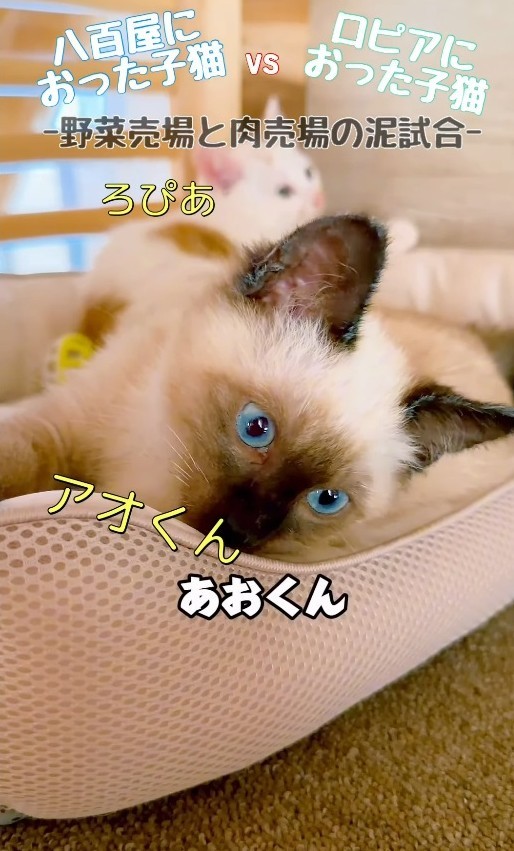 「ただ、目についた子を見捨てられなかった」と話すよりパパさん(よりパパさん提供、Instagramよりキャプチャ撮影)
