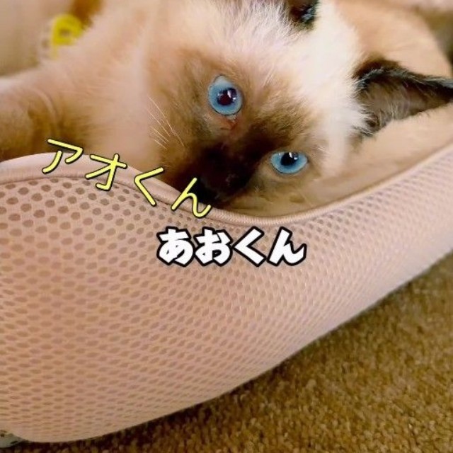 「ただ、目についた子を見捨てられなかった」と話すよりパパさん(よりパパさん提供、Instagramよりキャプチャ撮影)
