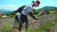 ラベンダーを摘み取る参加者