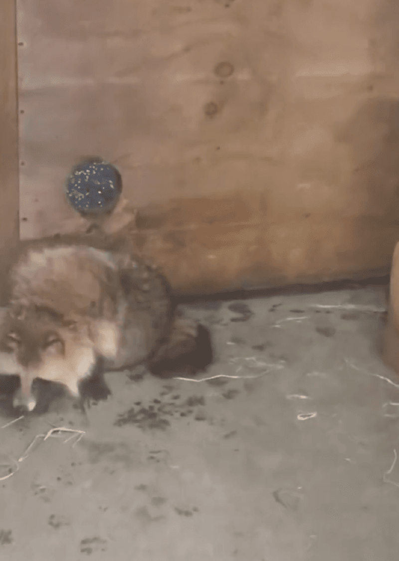 悲しげな表情で帰っていくタヌキ