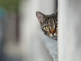 猫は臆病なの？　見知らぬものへの警戒心と好奇心