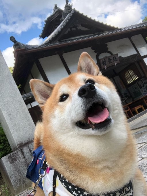 「西国三十三箇所お寺参りに付き合ってくれました」（提供：保護猫たんぽぽと虹の橋の柴犬アンちゃんさん）