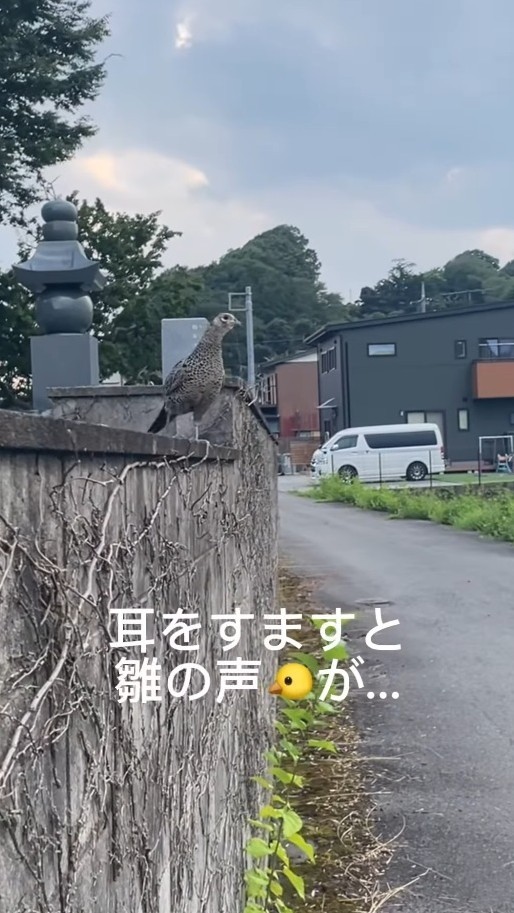 塀の上に上がったキジ。ヒナのような鳴き声が聞こえてきた！（「セブン‐イレブンさくら喜連川店」さん提供、Instagramよりキャプチャ撮影）