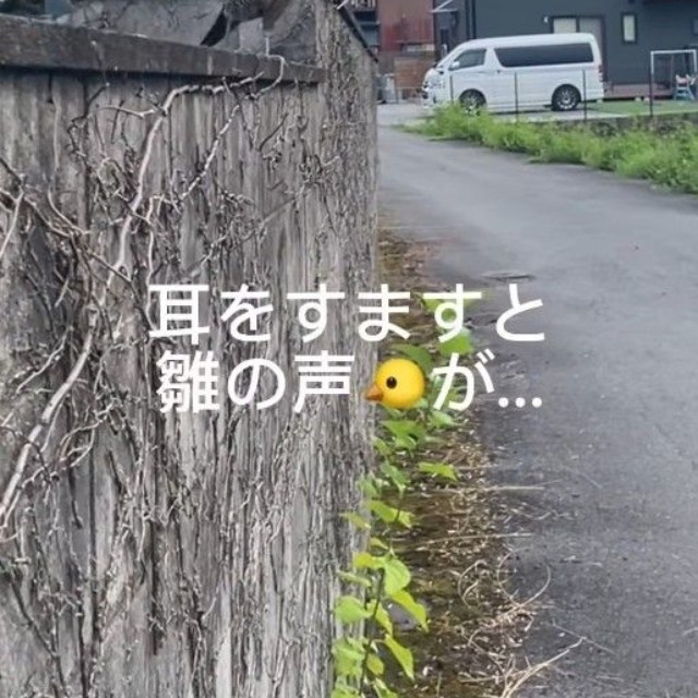 塀の上に上がったキジ。ヒナのような鳴き声が聞こえてきた！（「セブン‐イレブンさくら喜連川店」さん提供、Instagramよりキャプチャ撮影）