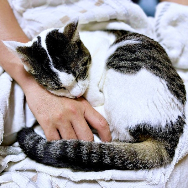 飼い主さんの手に顔をのせて眠るしおちゃん（画像提供：猫のしお むすび 飼い主はろでさん）