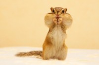 ホッペが膨らむとキャラクターのような愛らしい顔つきに（トッドくん）