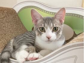 元気いっぱいで暴れん坊のMIX猫「のえる」　おとなしくしている瞬間のキメ顔！