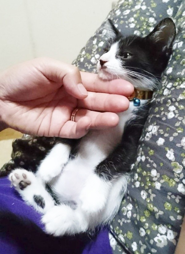 子猫時代、飼い主さんに撫でられる篤くん（画像提供：Atsusi_Miharuさん）